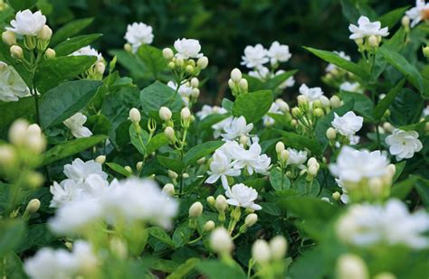 茉莉芬芳算命|茉莉花风水